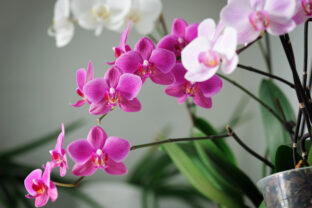 Orchidea