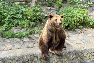 Medved Felix ZOO Bratislava