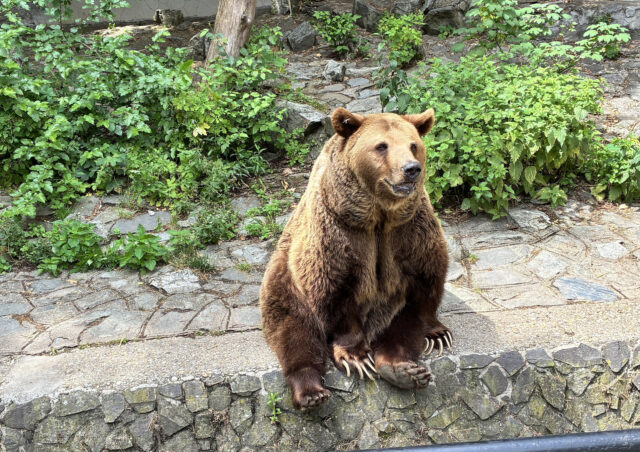 Medved Felix ZOO Bratislava