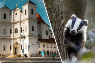 Foto mestska policia Bratislava jazvec