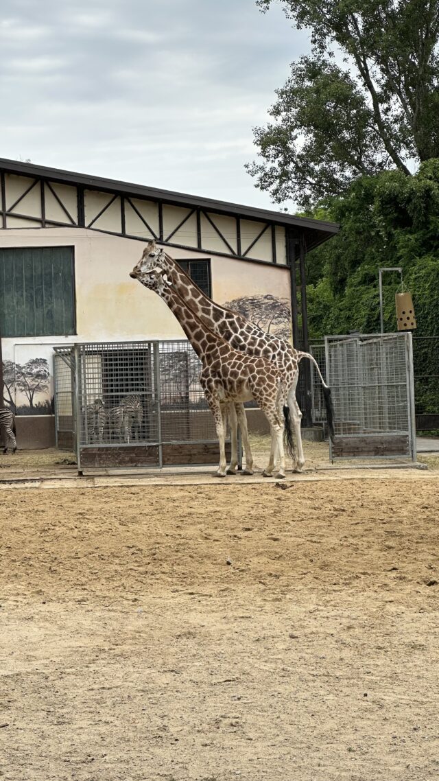 Zoo bratislava