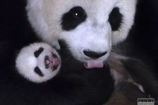 Vedci označujú pandy za tzv.  žijúce fosílie