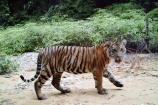 Tiger sumatransky