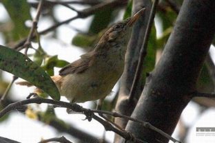 Trteniarik veľkozobý