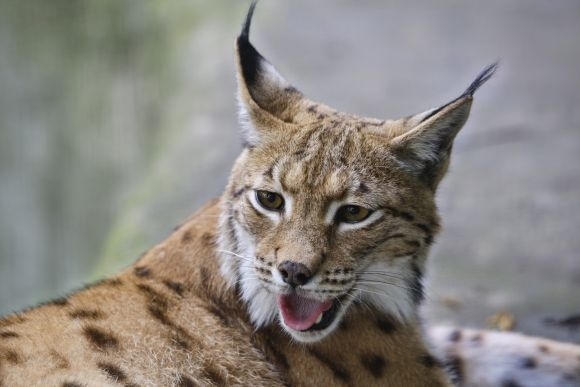 Lynx