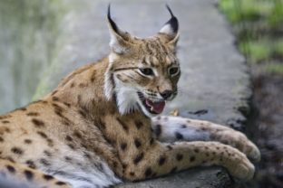 Lynx