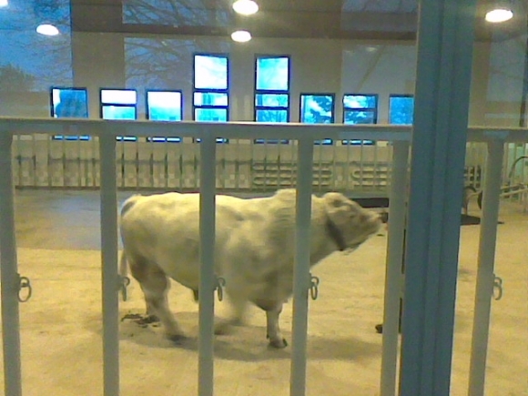 V Mongolsku chceme pomôcť zvýšiť dojivosť