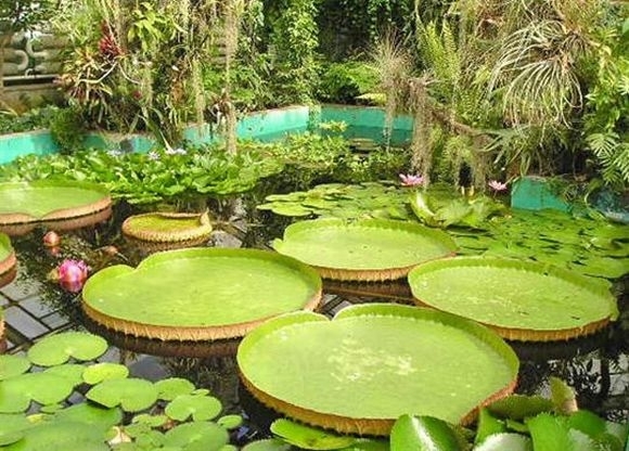 Botanická záhrada
