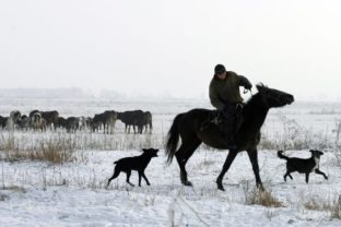 Kirgizsko, pastier