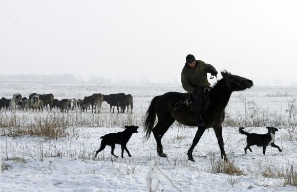 Kirgizsko, pastier