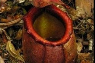 Mäsožravá rastlina