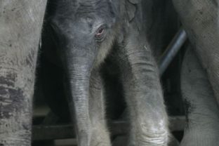 Slon, ázijský