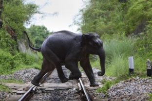 Slon, India