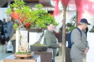 Bonsai Slovakia