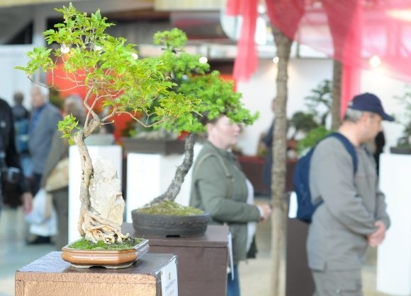 Bonsai Slovakia