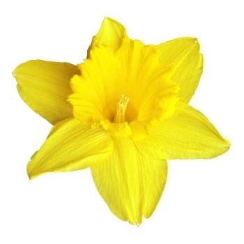 Narcis symbol