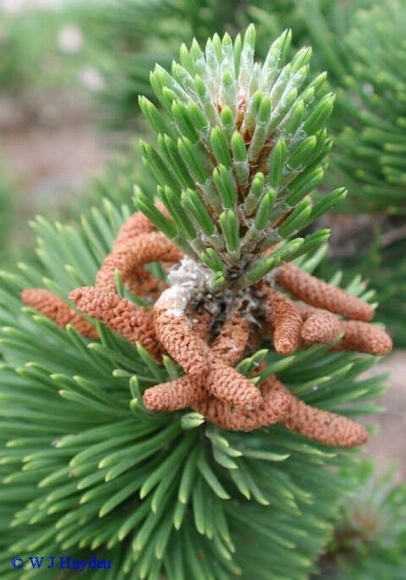Pine pollen