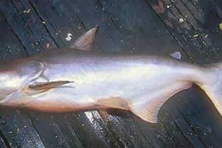 Pangasianodon_gigas