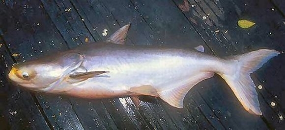 Pangasianodon_gigas