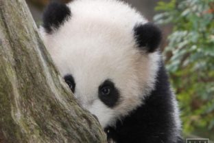 Malá panda Yun Zi