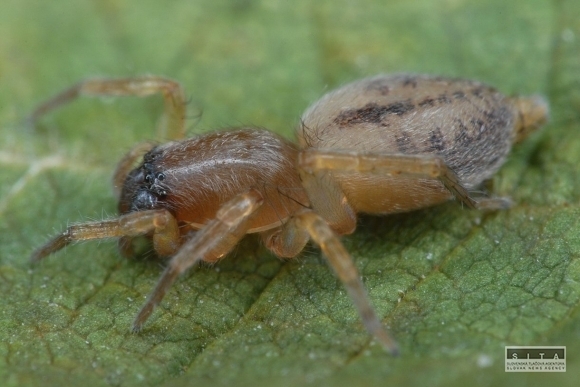 Clubiona rosserae