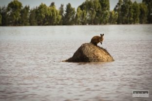 Austráliu postihli rozsiahle záplavy