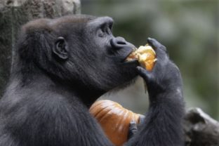 Gorila, opica