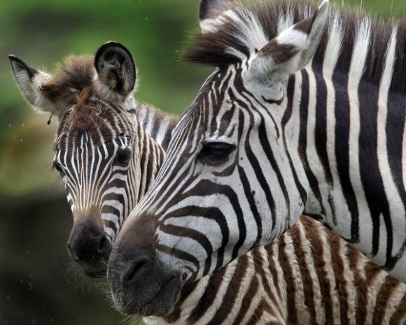 Zebra, zoo, zviera
