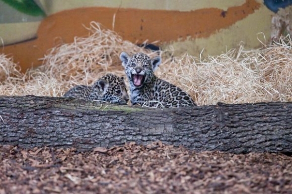 Jaguár v bratislavskej ZOO