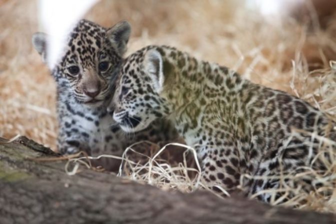 Jaguár v bratislavskej ZOO