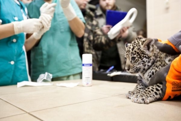 Jaguár v bratislavskej ZOO