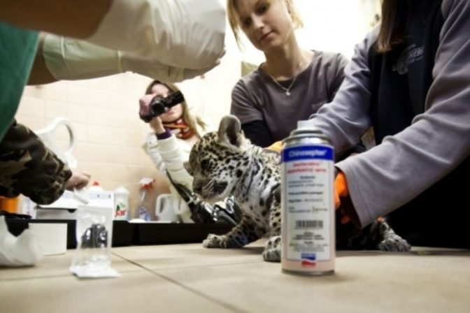 Jaguár v bratislavskej ZOO