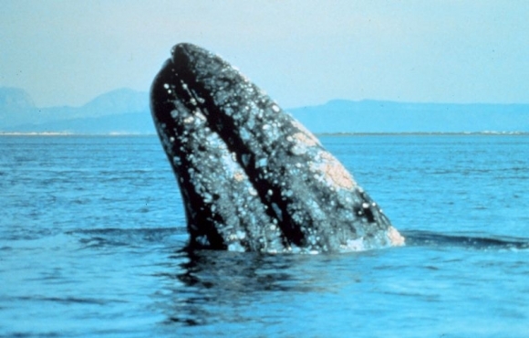 Veľryba