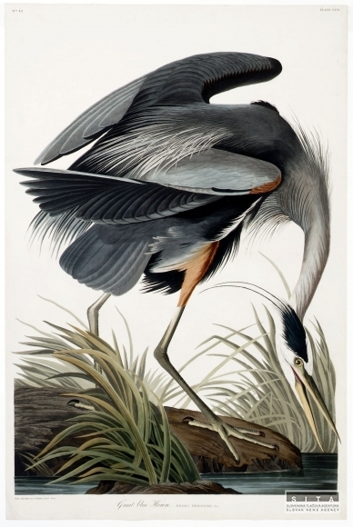 Dielo J. J. Audubona - Birds of America