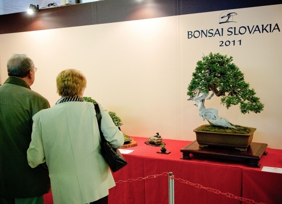 Na Bonsai Slovakia budú vyše storočné bonsaje