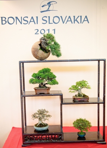 Na Bonsai Slovakia budú vyše storočné bonsaje