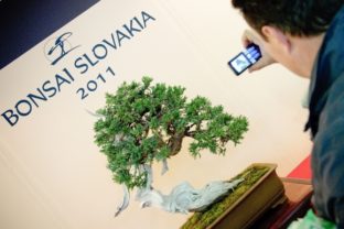 Na Bonsai Slovakia budú vyše storočné bonsaje