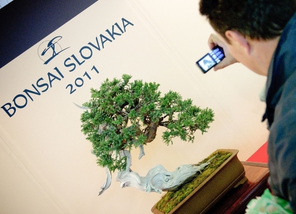 Na Bonsai Slovakia budú vyše storočné bonsaje