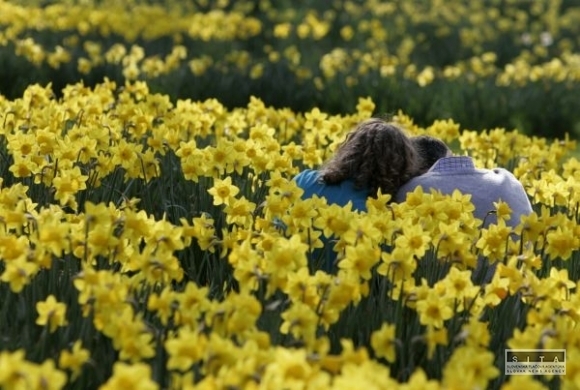 Narcis, láska, priateľstvo, zamilovaní