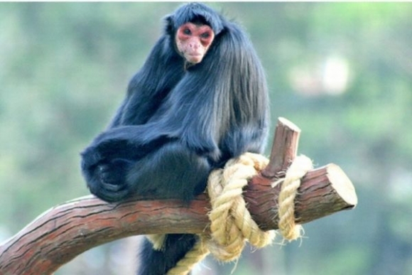 Leontopithecus chrysopygus