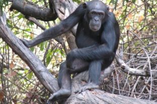 Šimpanzy Bonobo