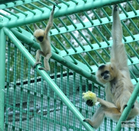 ZOO Bojnice otvorila sezónu s prírastkom