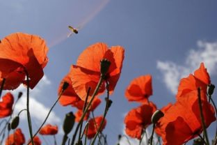 Hmyz, chrobák, kvet