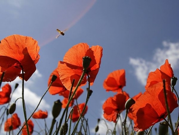 Hmyz, chrobák, kvet