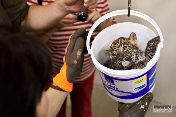 Mláďatá leoparda cejlónskeho v bratislavskej ZOO