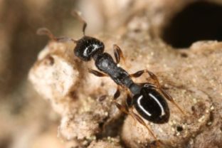 Mravec, Temnothorax longispinosus