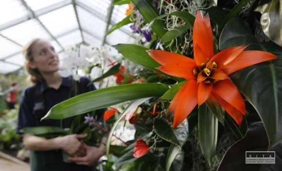 V Londýne začína jedinečná botanická výstava