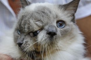 Kocúr s dvoma tvárami