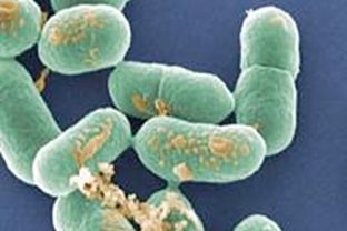 Listeria monocytogenes