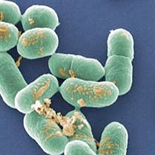 Listeria monocytogenes